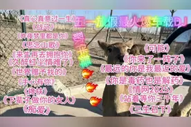 最火爆车载DJ歌伴舞 《真心真意过一生》《思念山歌》《可能》