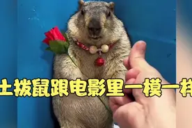 土拨鼠跟电影里表情一模一样#土拨鼠 #土拨鼠尖叫 #哪吒视频封面