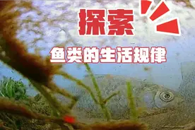 四个水下视频，让你看明白冬季鱼的活动规律，钓鱼硬核知识