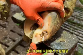 巨大的牛蹄内充满了脓液  修牛蹄  超解压