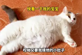 怀孕的猫咪快要生产，提醒主人摸摸它的肚子！