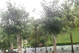 三亚菩提树你见过吗？视频封面