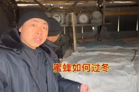零下二三十度小蜜蜂是怎么过冬的！30年经验的师傅告诉你！视频封面