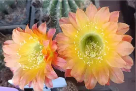 如果想养仙人球，个头大开花多！勤花品种看花时间长！视频封面