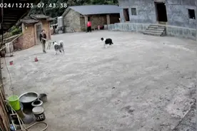 陨石边牧咬主人，主人立马放出马犬对其压制#监控下的一幕视频封面
