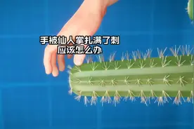 如果手掌被仙人掌扎满了刺，应该怎么办？