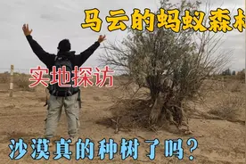 马云的蚂蚁森林是真是假，你种的树还在吗？现场实地探访！