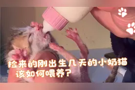 捡来刚出生几天的小奶猫，该如何喂养？