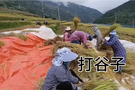 中国历史上最古老的打谷子方法，今天终于用上了视频封面