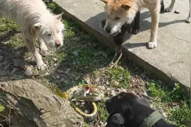 狗狗会保护主人，遇到蛇就自己先上