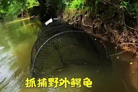 如何抓捕野外鳄龟视频封面
