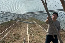 老家雪压塌的大棚，两兄弟开始维修，打算竹竿顶中间，方案可行！