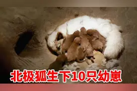 北极狐一胎生下10只幼崽，中途雄狐失踪导致它们陷入困境
