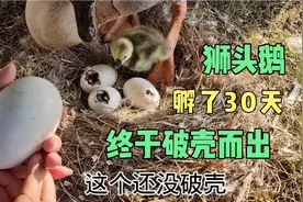 网购的狮头鹅当妈妈啦！孵化了30天，小鹅今天终于破壳而出视频封面