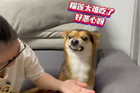 主人吃榴莲却惨遭狗狗嫌弃，当主人把榴莲塞狗嘴里后，你们都别笑视频封面