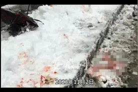 合肥一名小学学生在校身亡通告视频封面