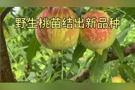 果园里长出来的原生苗，3年后结出非常漂亮的桃子，抗病能力又强