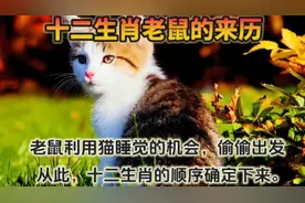 《十二生肖老鼠的来历》视频封面