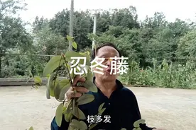 山中植物金银花，别名又叫忍冬藤。视频封面