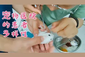 朱莲遇仓鼠做肿瘤切除术 买时十几元手术八百多 体量小手术难把控