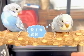 虎皮鹦鹉小时候如何辨别公母，看鼻子和性格基本八九不离十视频封面