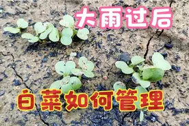 大雨过后白菜必须做的2项工作，要不然白菜苗长不好，学学吧