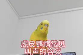 虎皮鹦鹉常见叫声的含义