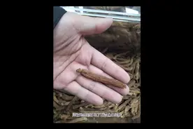 野生做的红参吃了流鼻血