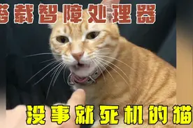 一只搭载了智障处理器，随时随地都会死机的猫咪！视频封面