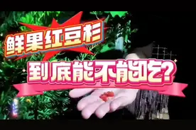 红豆杉鲜果到底能不能吃？这个问题确实要注意，这点很多人不知道