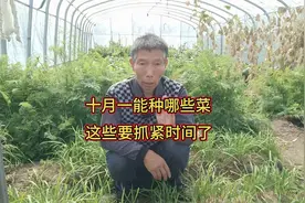 十月一还能种植哪些蔬菜，这些都可以种，抓紧一点吧