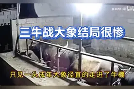 监控下一幕：大象突然闯入牛棚，三牛战大象，结局很惨……视频封面
