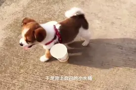 朋友送来一只还没满月的小狗，模样特别可爱，还有很多技能