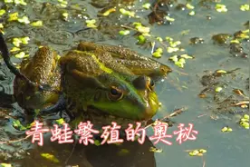 水下进行体外受精？从卵到青蛙，揭秘青蛙的生长过程