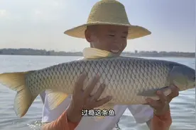 秋天早晚有温差，找到合适的水深把窝料做好，大草鱼一样可以连杆视频封面