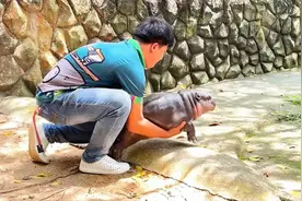 小河马竟然这么惧怕妈妈，这是怎么回事呢？那能回到妈妈身旁吗？