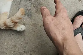 看看我广东带回家的猫咪，没有白疼它们，都是特别亲我！