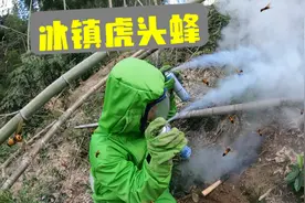 蜂场被虎头蜂攻击，今天来个冰镇虎头蜂，刚爬出来就被冻住了！