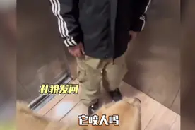盘点那些带狗狗做电梯的搞笑行为视频封面