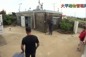 #韩国训犬师 #狗狗 #珍岛犬