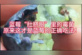 蓝莓“肚脐眼”里的霉菌，原来这才是蓝莓的正确吃法！