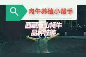 西藏高山牦牛品种性能视频封面