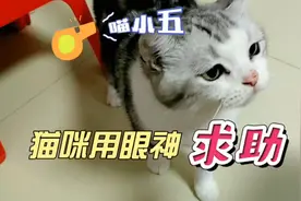 猫咪智商测试结果：智商有限，情商在线视频封面