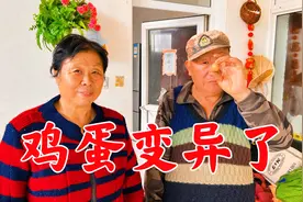 鸟大爷养的鸡变异了，下了个迷你小鸡蛋，我这辈子都没见过！视频封面