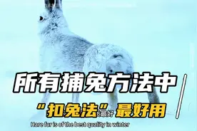 在所有捕兔方法中，唯有“扣兔法”最好用视频封面