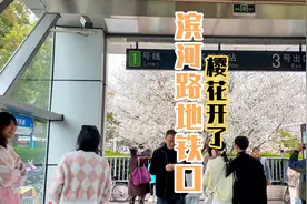苏州滨河路地铁口樱花开了，吸引无数市民前来拍照打卡视频封面