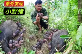 男子上山干活发现小野猪，他赶紧上前查看，猪妈妈的反应很暖心视频封面
