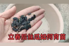 教你一招丝瓜育苗方法，出苗快不烂种，学会了再也不用买苗视频封面