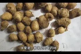 半夏的临床应用视频封面