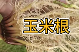 玉米根的功效和作用视频封面